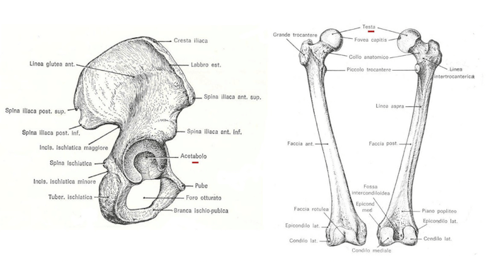 Osso iliaco e femore