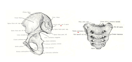 Osso iliaco e osso sacro