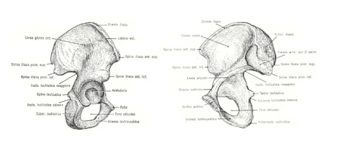 Osso iliaco