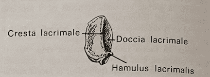 Faccia laterale dell'osso lacrimale destro