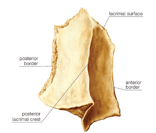 Osso Lacrimale