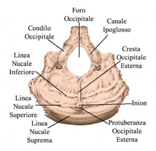 Osso occipitale, visione esterna