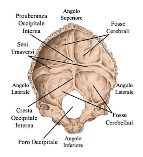 Osso occipitale, visione interna