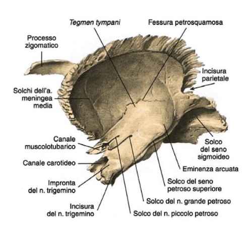 Osso temporale visione interna