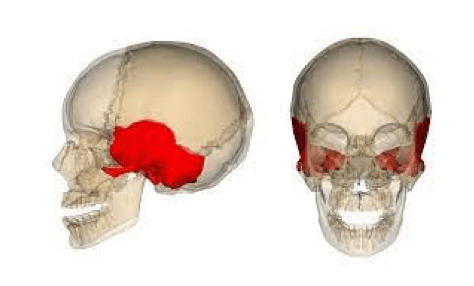 Osso temporale del cranio