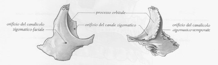 Osso zigomatico destro e sinistro