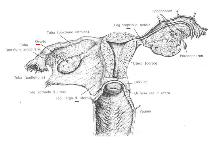 Ovaio e suoi rapporti