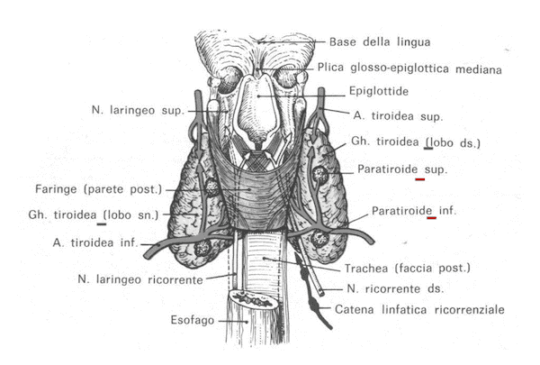 Paratiroidi