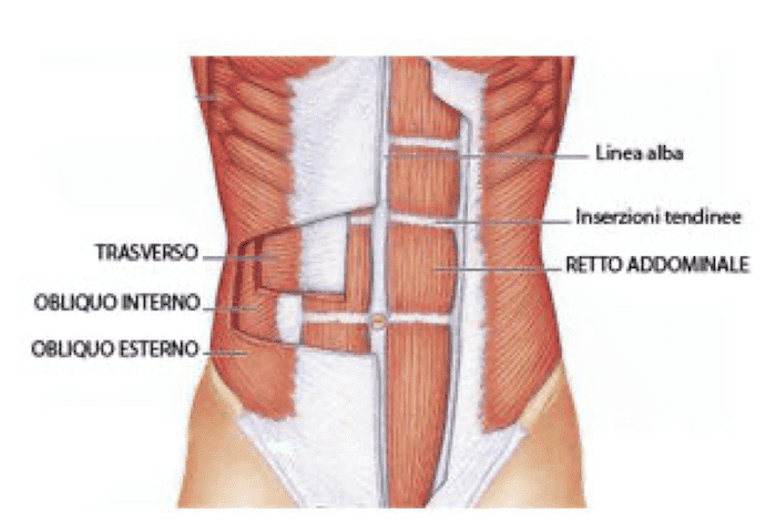 Parete addominale antero-laterale