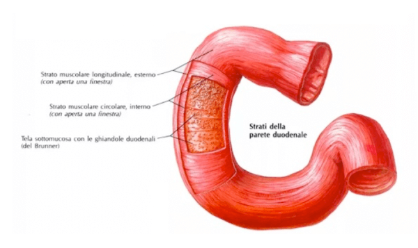 Parete duodenale (strati)
