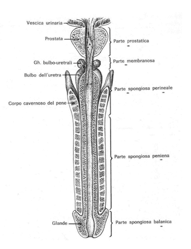 Parti dell'uretra maschile