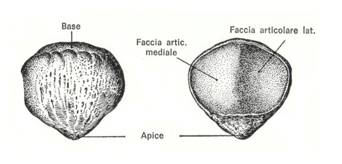 Patella