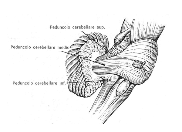 Peduncoli cerebellari