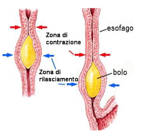 Peristalsi intestinale