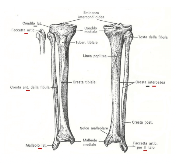 Perone e tibia