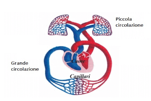 Piccola e Grande circolazione