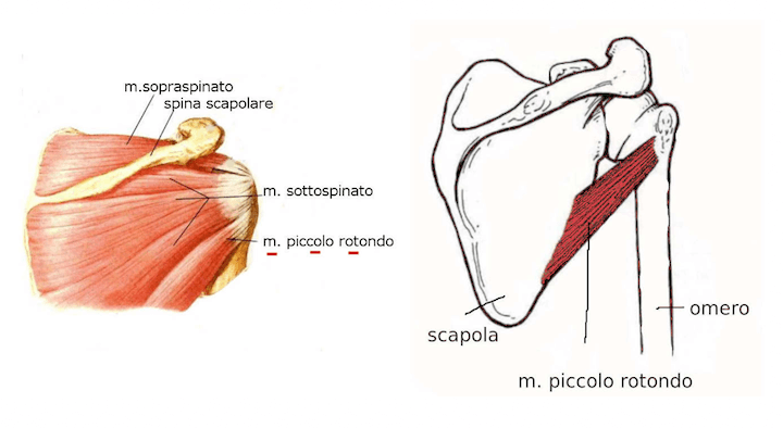 Muscolo piccolo rotondo