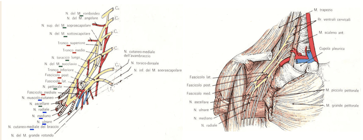 Plesso brachiale