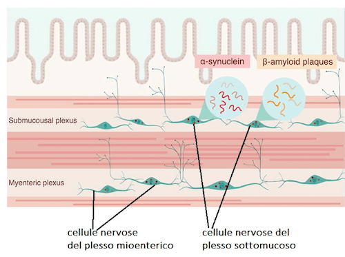 Plesso sottomucoso e mioenterico del sistema nervoso enterico