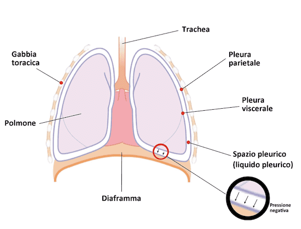 Pleura