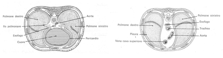 Pleure polmonari