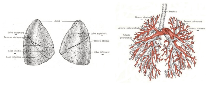 Polmoni e Albero bronchiale