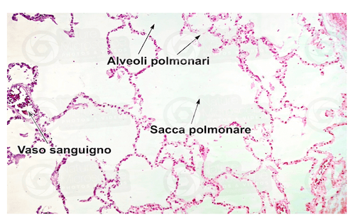 Polmoni, vista al microscopio