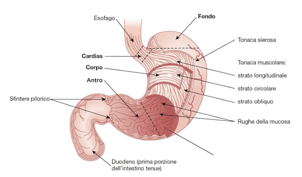 Porzioni dello stomaco