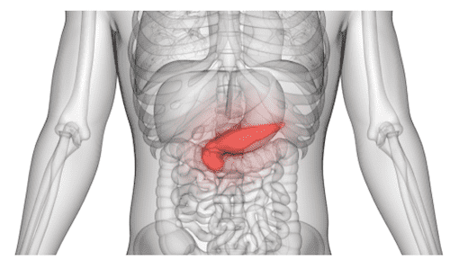 Posizione del pancreas