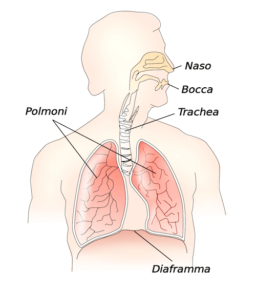 Posizione del Diaframma Toracico