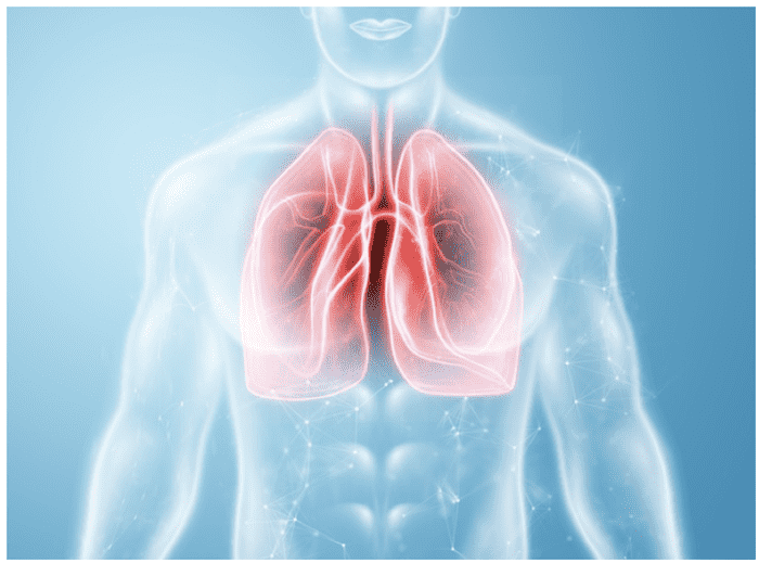 Posizione e forma dei polmoni