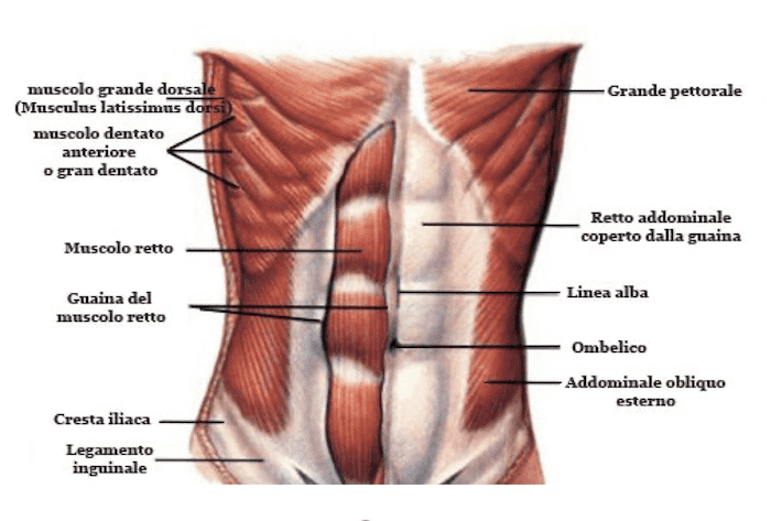 Posizione mediale dell'Ombelico