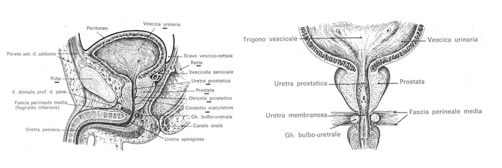 Prostata