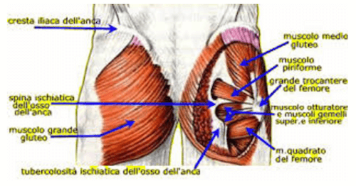 Muscolo quadrato del femore