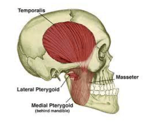 Quattro muscoli masticatori