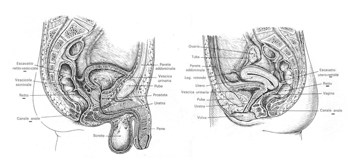 Rapporti dell'intestino retto