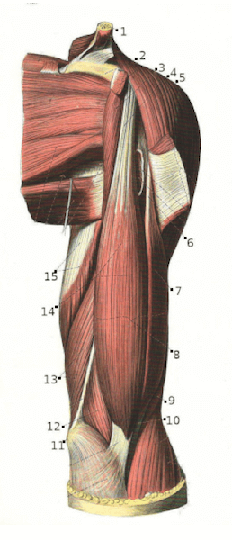 Rapporti muscolari del muscolo bicipite brachiale