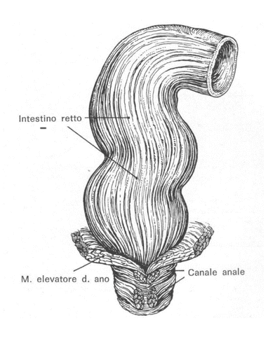 Rappresentazione intestino retto