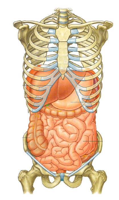Regione addominale e suoi organi