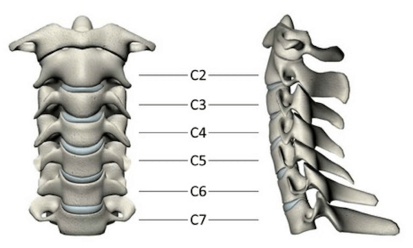 Regione cervicale della Colonna Vertebrale