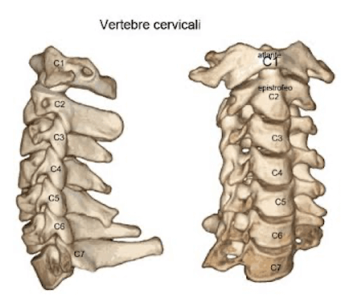 Regione cervicale