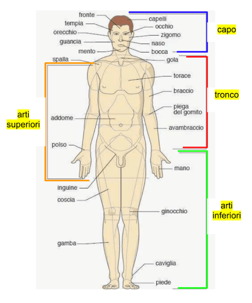 Rappresentazione delle regioni del corpo umano