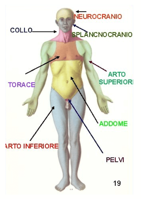 Regioni del corpo umano