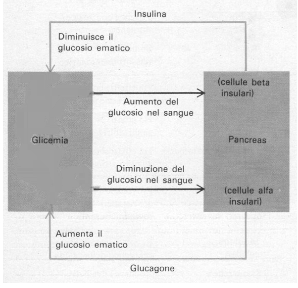 Pancreas endocrino e regolazione del glucosio ematico