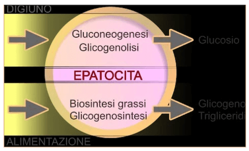 Regolazione metabolica da parte del fegato