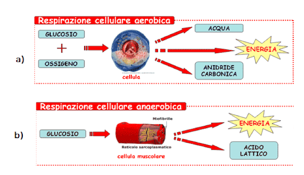 Respirazione cellulare aerobica e anaerobica