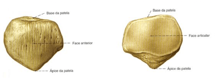 Rotula o Patella vista anteriormente e posteriormente