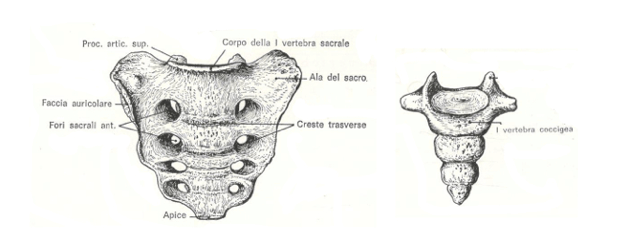 Sacro e coccige