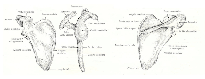 Scapola Struttura anatomica