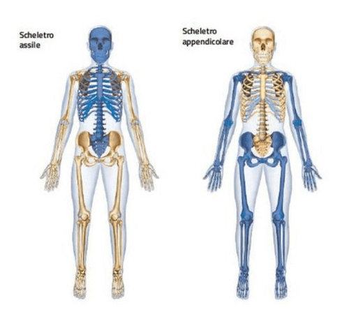 Scheletro Assiale e Appendicolare